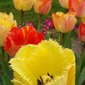 Tulipa frangee 'Fringed Elegance' PB 6